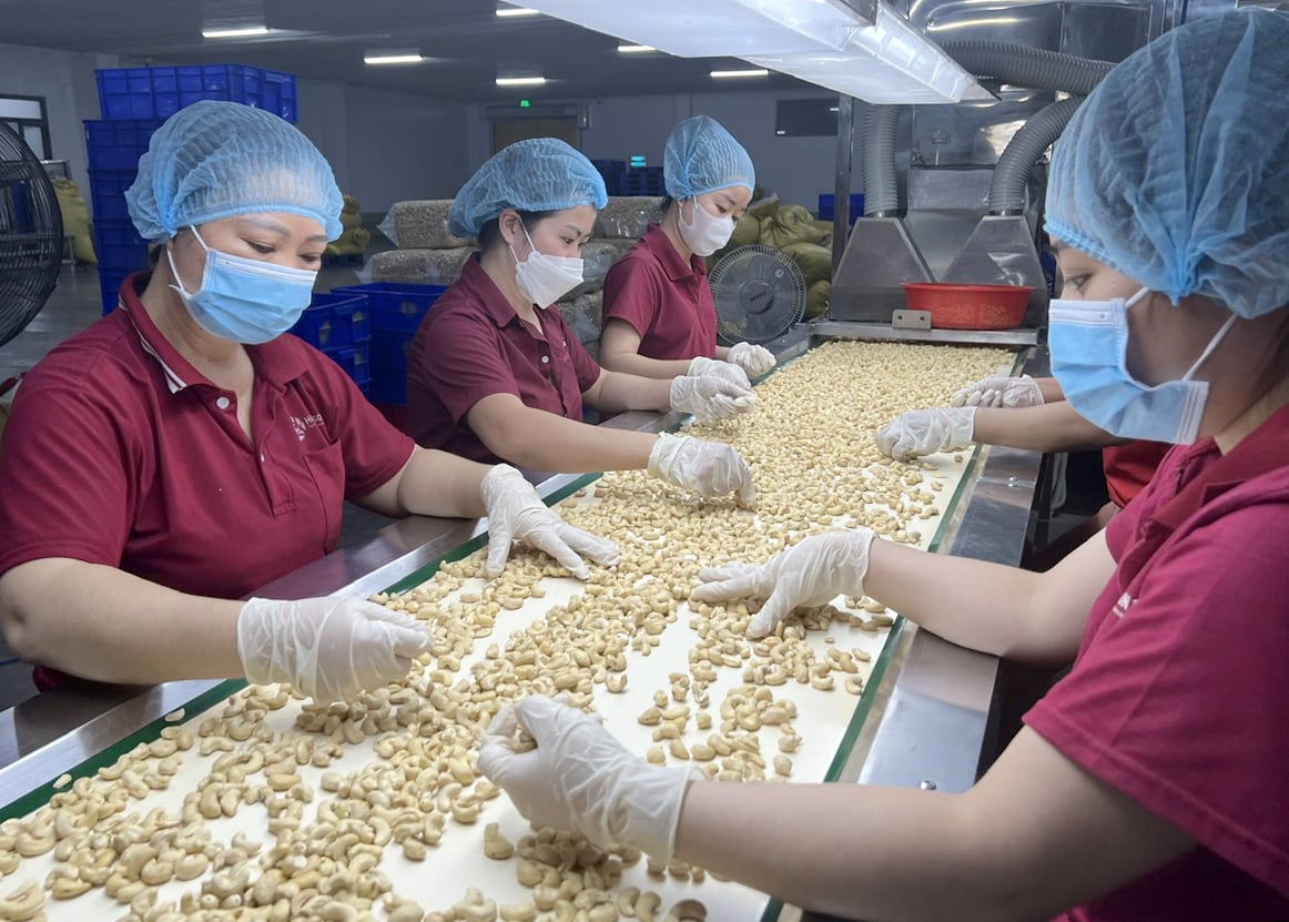 越南腰果对华出口首次突破10亿美元