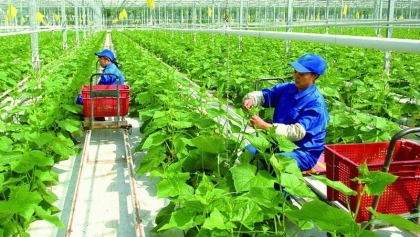 越共十四大：对外工作成为越南农业可持续发展的重要支撑