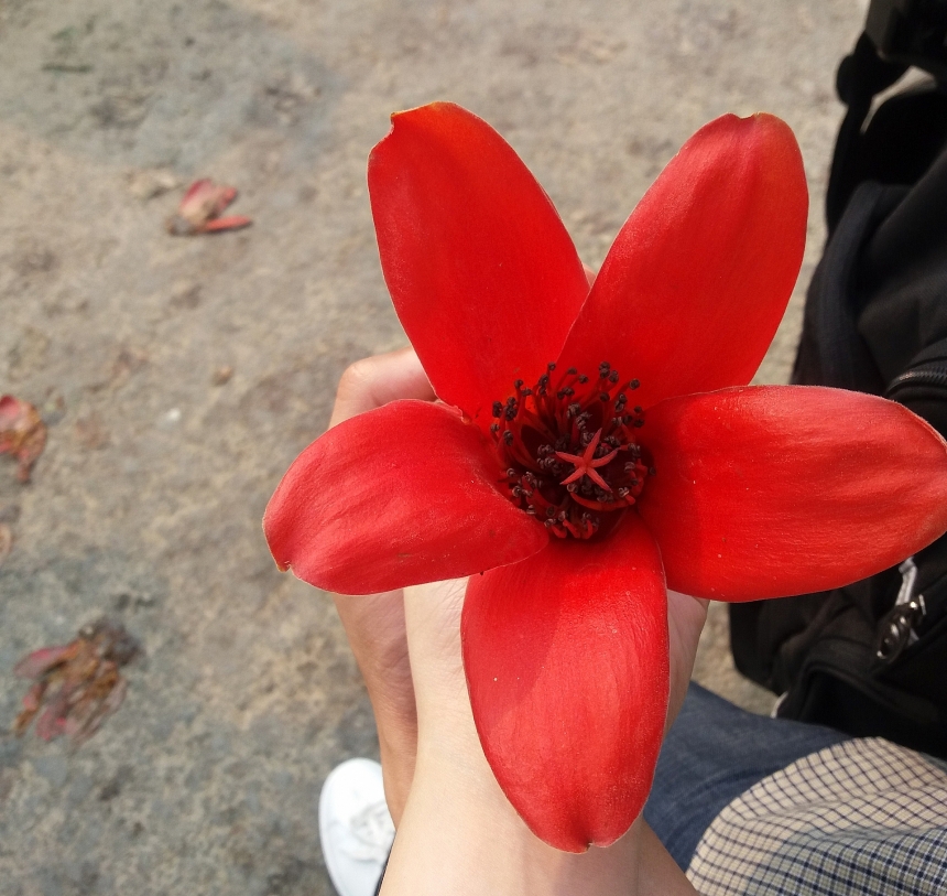 三月，火红的木棉花