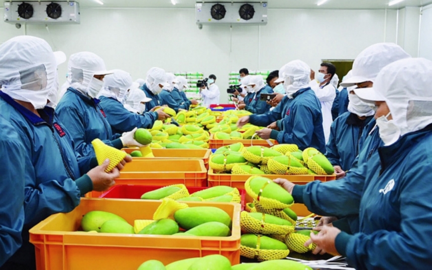 Bản in : “2021-2030年蔬果加工业发展提案”获批   | Vietnam+ (VietnamPlus)