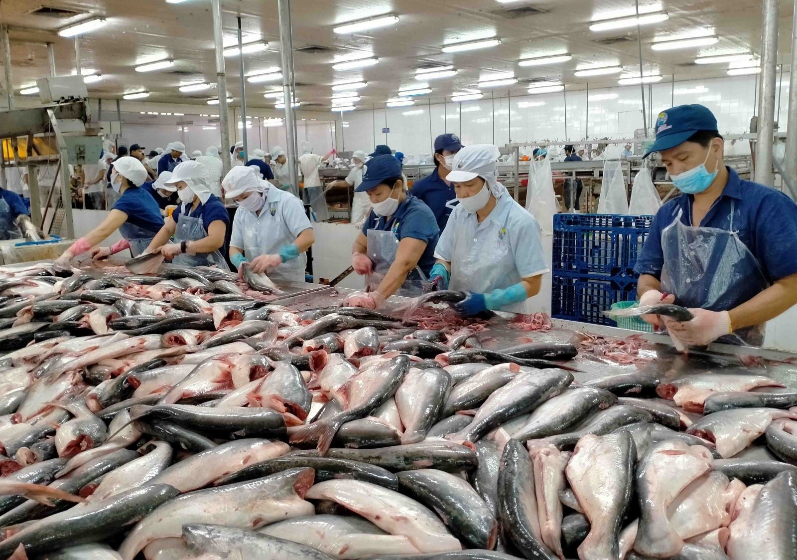 Bản in : 中国增加从越南进口虾类 | Vietnam+ (VietnamPlus)