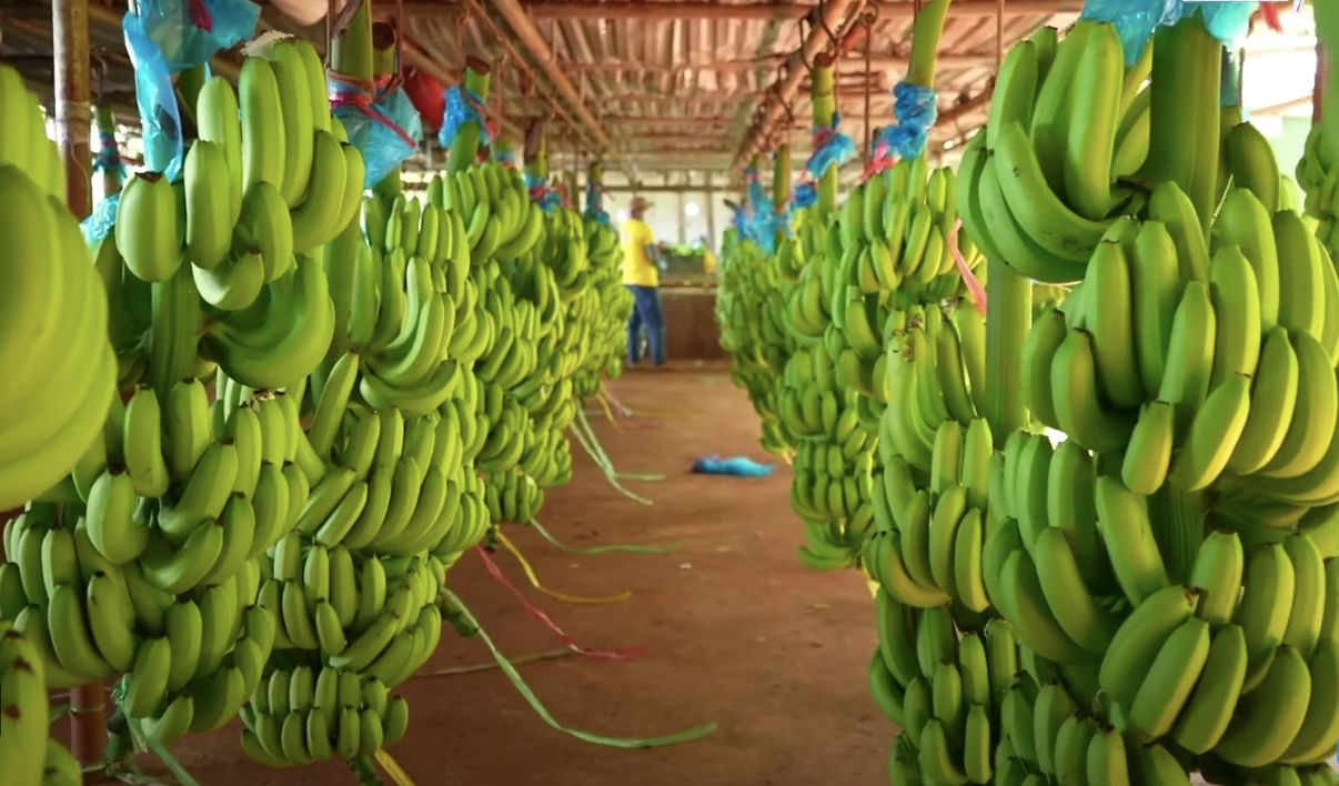 越南取代菲律宾成为中国市场最大香蕉供应国