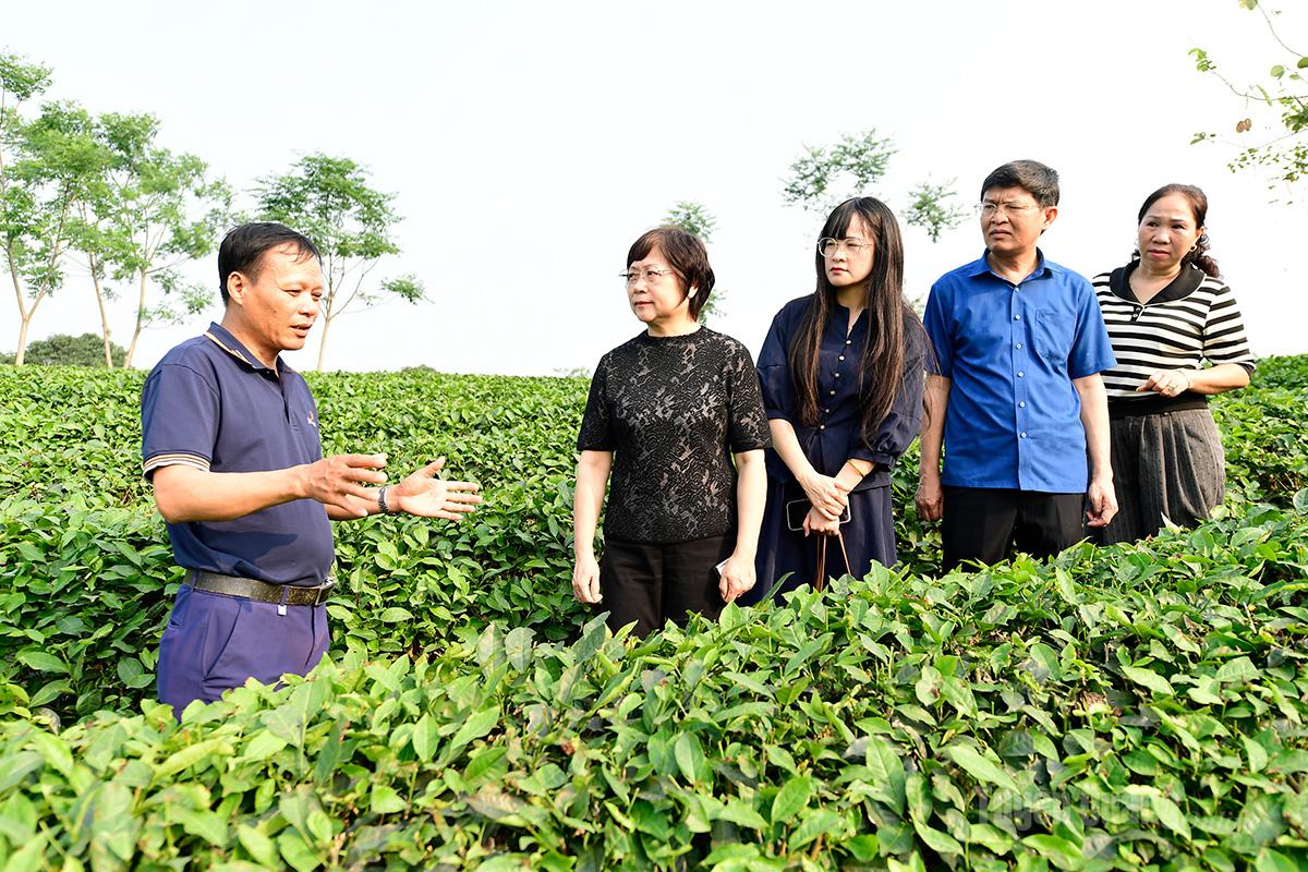 Đoàn đại biểu Sở Nông nghiệp và Nông thôn Khu tự trị dân tộc Choang Quảng Tây, Trung Quốc khảo sát vùng sản xuất chè nguyên liệu của Công ty Cổ phần chè Mỹ Lâm.