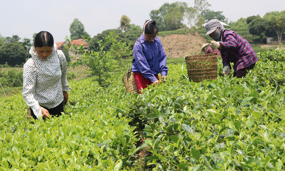 北宁省将赴中国广西南宁参加2026年“国际茶日”活动