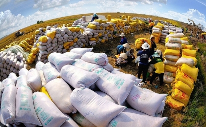 对华大米出口量呈剧增之势