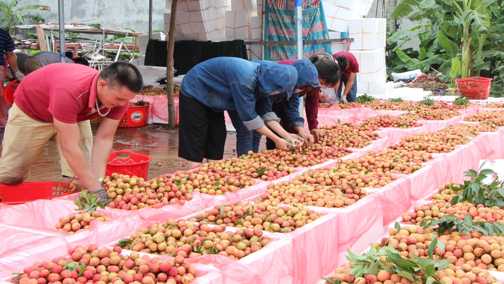 中国是越南荔枝的主要出口市场