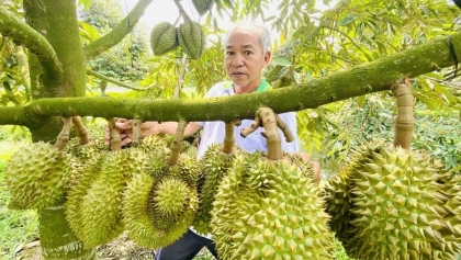 中国新增829个种植区编码，为越南榴莲打开“金门”
