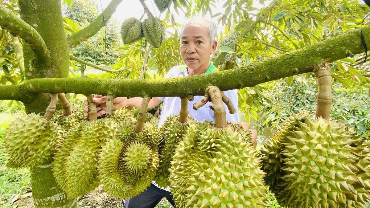 中国新增829个种植区编码，为越南榴莲打开“金门”