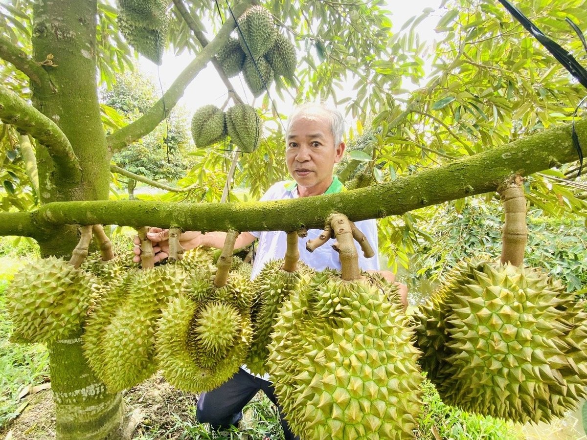 中国新增829个种植区编码，为越南榴莲打开“金门”