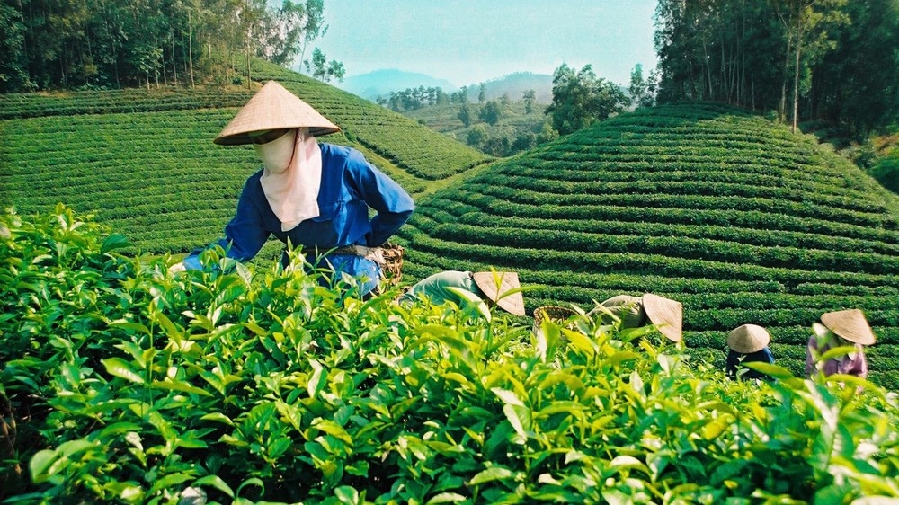 Bản in : 茶叶出口有望在2021年第二季度实现可观增长 | Vietnam+ (VietnamPlus)
