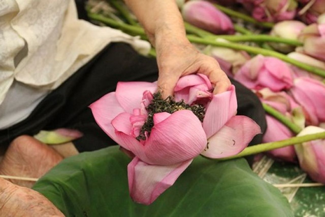 品西湖莲花茶、探究河内文化