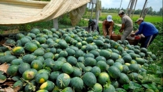 越南农产品的更多机会