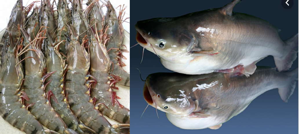 越南查鱼和虾类对华出口额增长