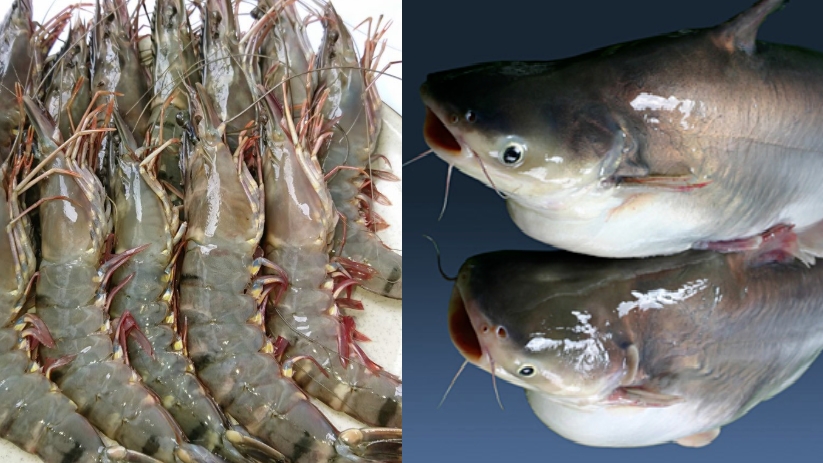 越南查鱼和虾类对华出口额增长