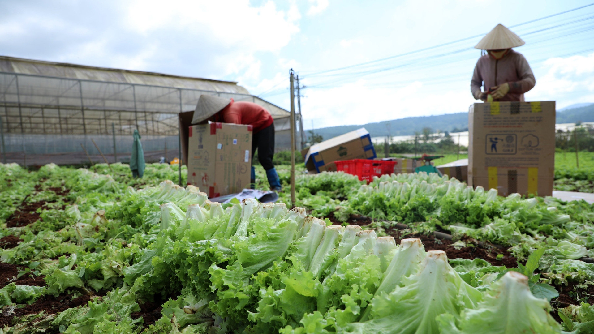 标准化种植区，助力越南果蔬开拓中国市场