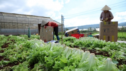 标准化种植区，助力越南果蔬开拓中国市场