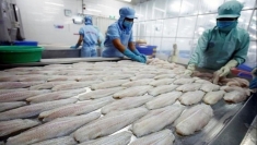 越南查鱼片在中国台湾市场占据99%以上份额