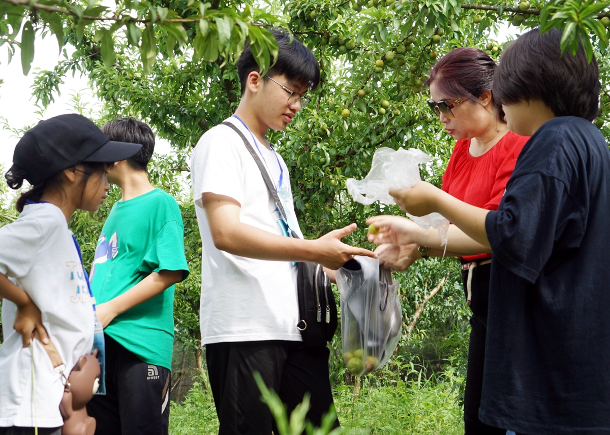 在马关县有机果种植区同农民一起体验采摘李子