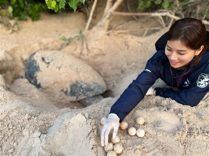 昆岛——越南乃至地区和世界重要的海龟保护区
