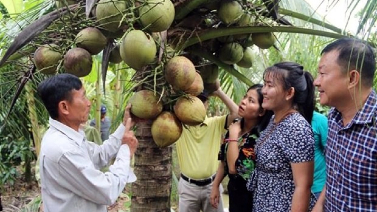 越南新鲜椰子将正式出口中国。