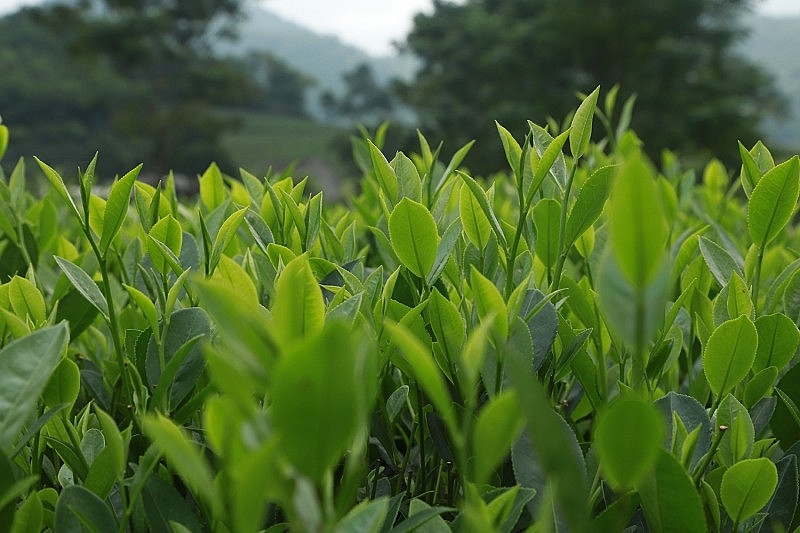 中国台湾是越南茶叶最大出口市场