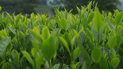 中国台湾是越南茶叶最大出口市场