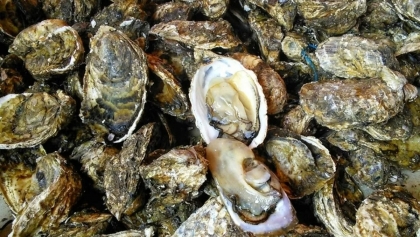 中国台湾是越南牡蛎的主要消费市场