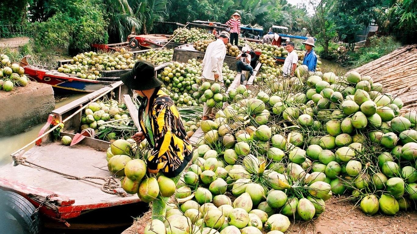 商家和园主希望尽快向中国出口新鲜椰子