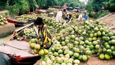 商家和园主希望尽快向中国出口新鲜椰子