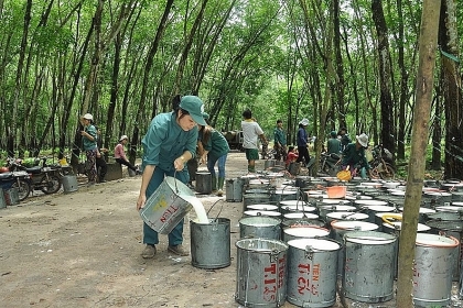 中国仍是越南最大的橡胶出口市场