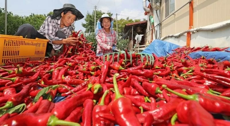 今年前7个月中国是越南最大的辣椒出口市场