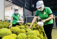 越南果蔬重返中国市场
