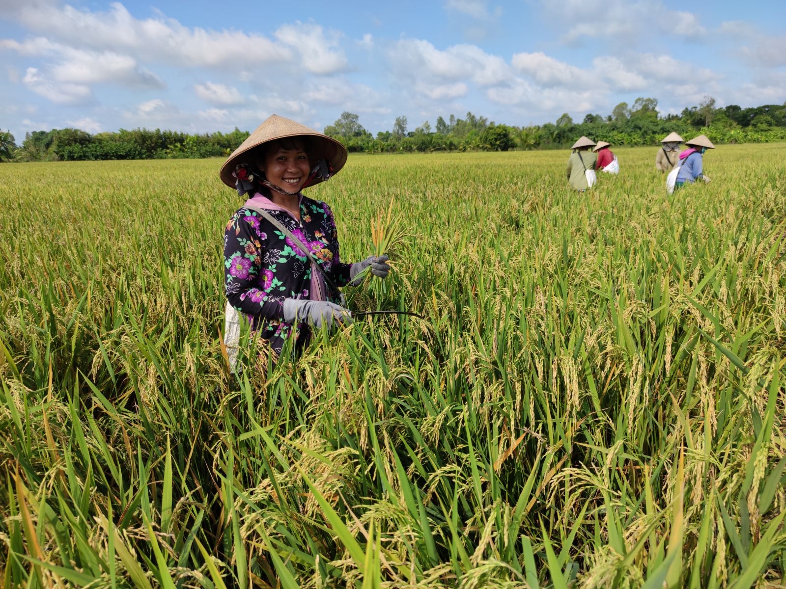 德国国际合作机构向九龙江三角洲农民生产绿色水稻和芒果提供700万欧元资助