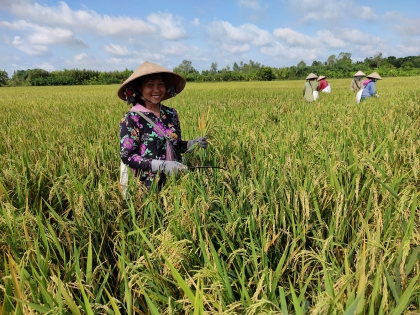 德国国际合作机构向九龙江三角洲农民生产绿色水稻和芒果提供700万欧元资助