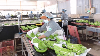 促进出口农产品标准化建设 推广中国市场