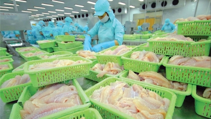 中国仍将是越南查鱼主要和潜在的市场