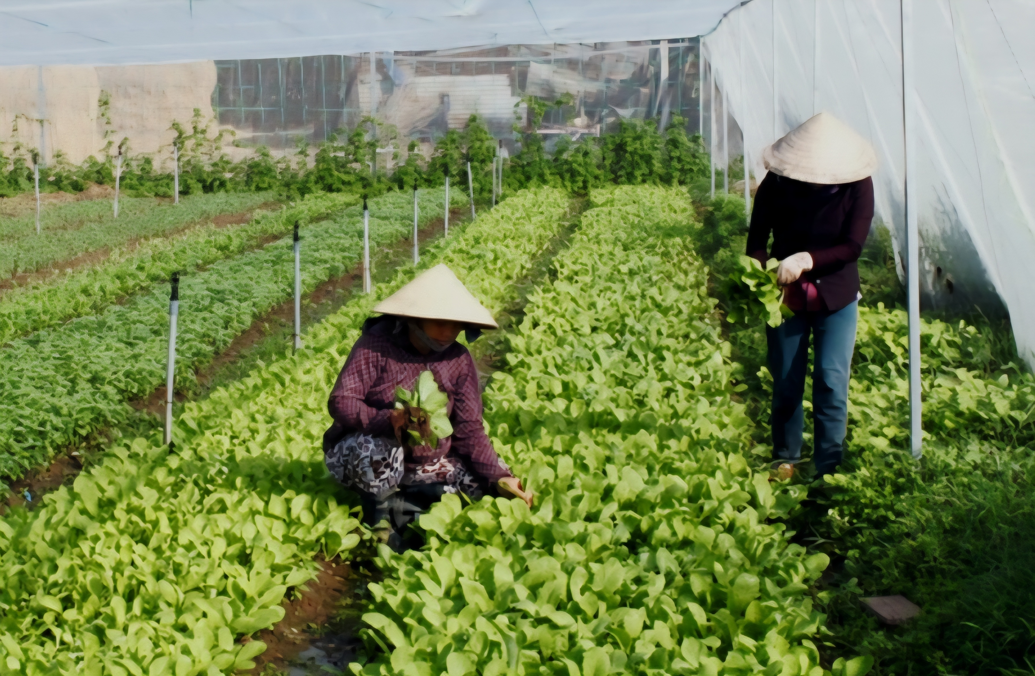 越南蔬果加速进军中国台湾市场：机遇巨大，挑战不少