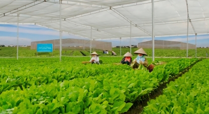 越南蔬果加速进军中国台湾市场：机遇巨大，挑战不少