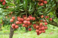 中国继续保持北宁投资项目数量第一的地位