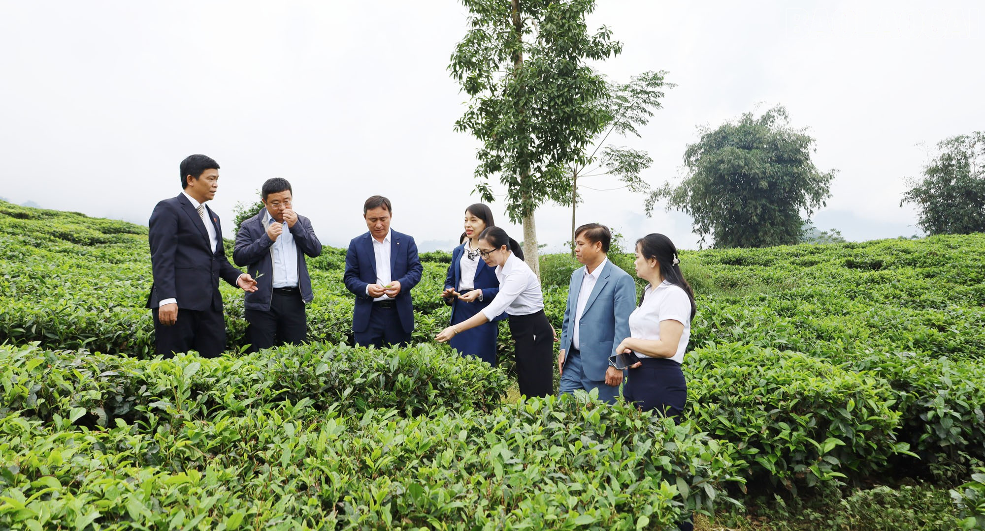 中国云南省河口县代表团在越南老挝省考察农业与环境领域