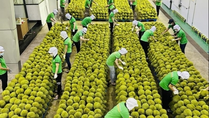 越中农业与贸易合作迈向可持续共赢