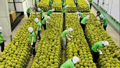 越中农业与贸易合作迈向可持续共赢