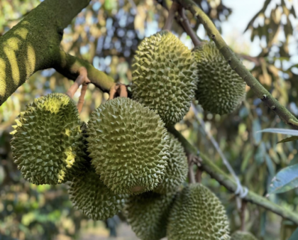 越南果蔬逆势回升，在中国市场创近50亿美元新纪录