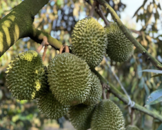 越南果蔬逆势回升，在中国市场创近50亿美元新纪录