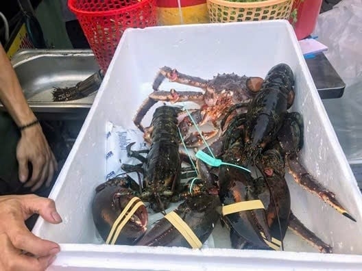 水产物流:把“正在游动”的龙虾送往中国 水产物流:把“正在游动”的龙虾送往中国