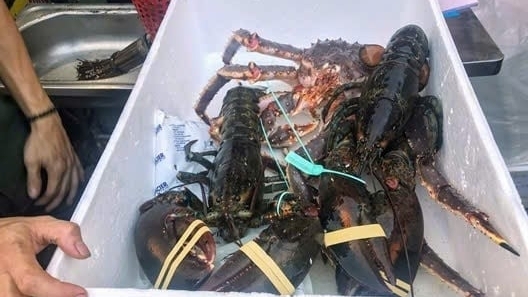 水产物流：把“正在游动”的龙虾送往中国