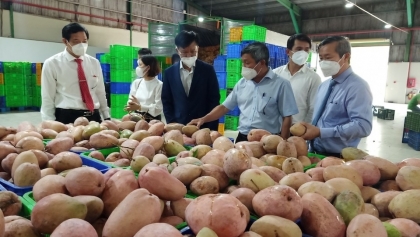 越南同奈省向欧洲、韩国、日本、俄罗斯和中东地区出口2022年首批加工水果