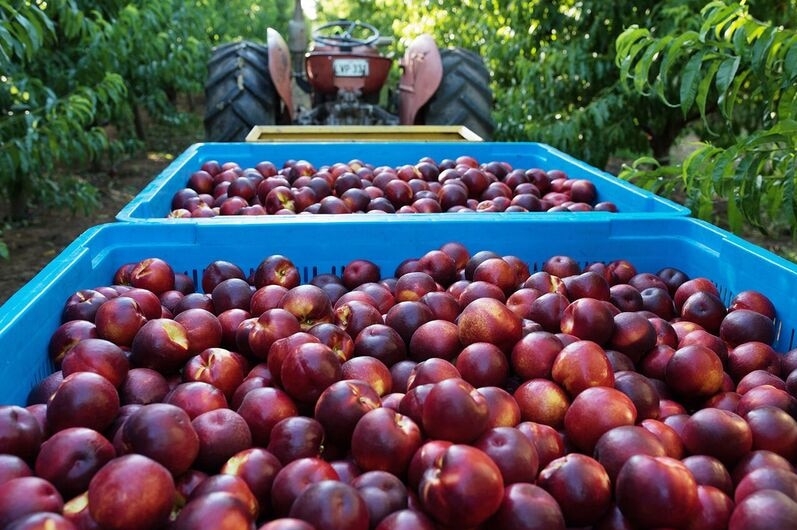 澳大利亚向越南试出口桃子和油桃。