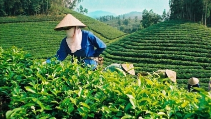 越南是美国第五大茶叶供应国