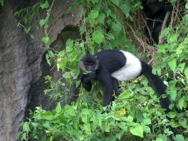 云龙潭——越南白臀叶猴的栖息地。